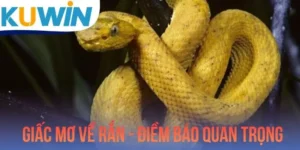 Giấc Mơ Về Rắn - Điềm Báo Quan Trọng Và Con Số May Mắn